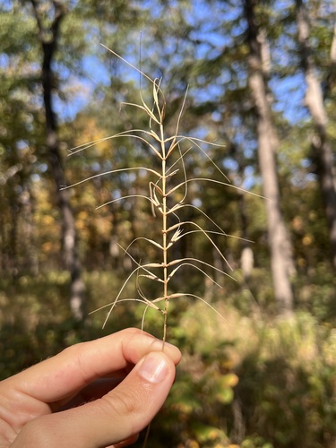 Image of Elymus churchii by (c) Nathan Aaron, some rights reserved (CC BY)
