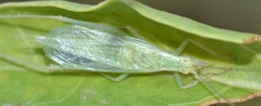 Oecanthus quadripunctatus