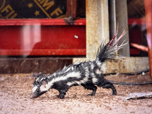 Western Spotted Skunk