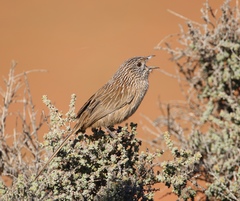 Western Grasswren photo 3
