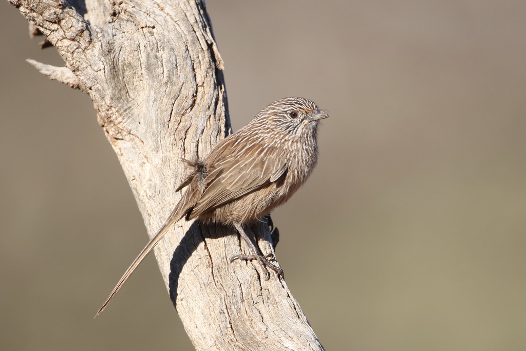 Western Grasswren photo