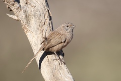 Western Grasswren photo 1