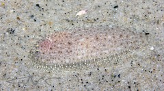 Aseraggodes lenisquamis