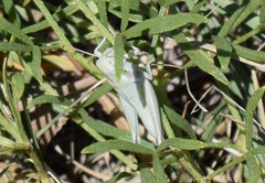 Hypochlora alba