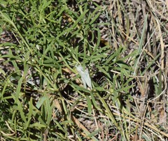 Hypochlora alba