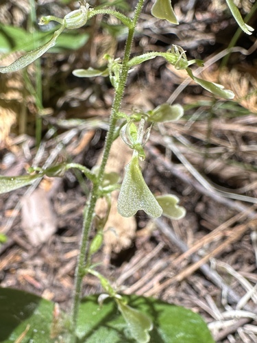 Image of Neottia convallarioides by (c) Matt Berger, some rights reserved (CC BY)
