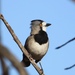 Crested Bellbird - Photo (c) Indra Bone, some rights reserved (CC BY-NC), uploaded by Indra Bone