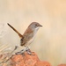 Short-tailed Grasswren - Photo (c) Indra Bone, some rights reserved (CC BY-NC), uploaded by Indra Bone