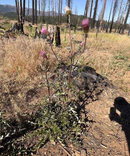 Image of Cirsium andersonii by (c) Matt Berger, some rights reserved (CC BY)