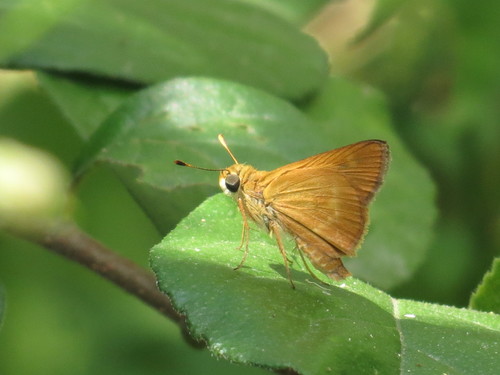 Southern Broken-Dash