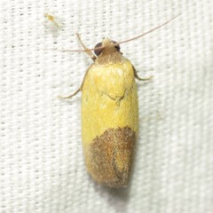 Ponometia bicolorata