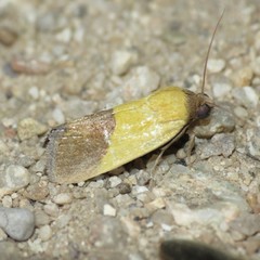 Ponometia bicolorata