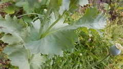Papaver somniferum