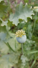 Papaver somniferum