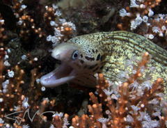 Gymnothorax cribroris