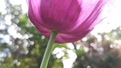 Papaver somniferum