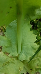 Papaver somniferum