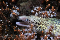 Gymnothorax cribroris