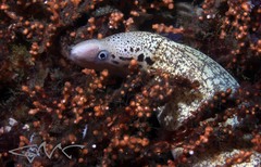 Gymnothorax cribroris