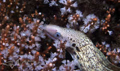 Gymnothorax cribroris