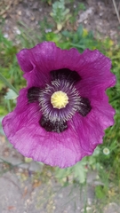 Papaver somniferum