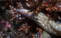 Gymnothorax cribroris