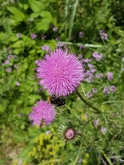Carduus defloratus