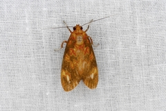 Melese flavimaculata