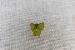 Synchlora pulchrifimbria