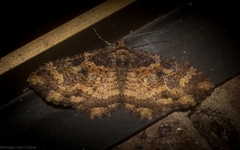 Scotocyma albinotata