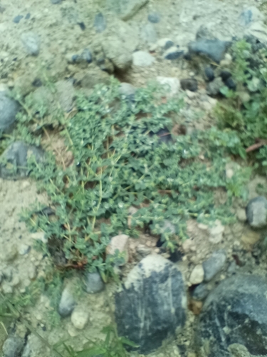 Image of Sawtooth Sandmat (Euphorbia serrula) by (c) José Gerardo Velasco, some rights reserved (CC BY-SA)