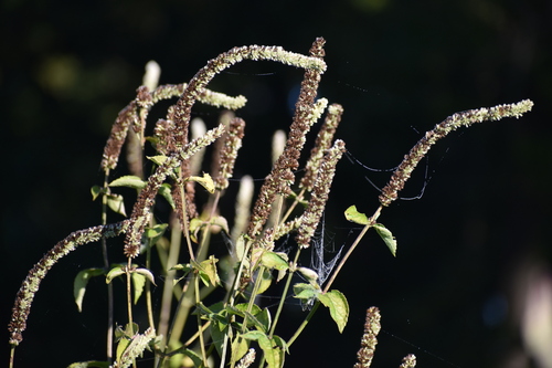 Image of Purple Giant Hyssop (Agastache scrophulariifolia) by no rights reserved