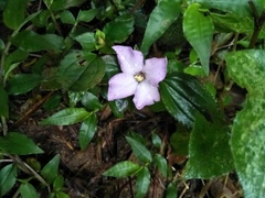 Sarcopyramis napalensis delicata