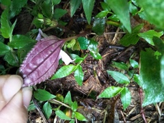 Sarcopyramis napalensis delicata