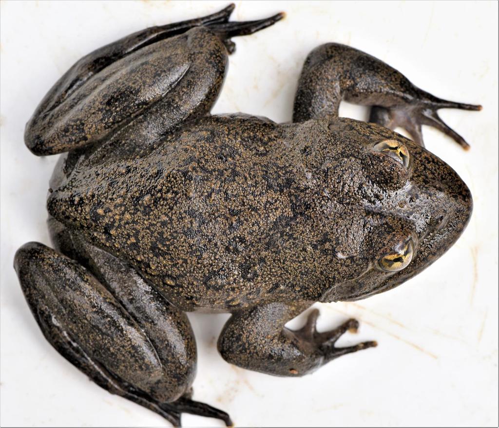 African Box-headed Frogs