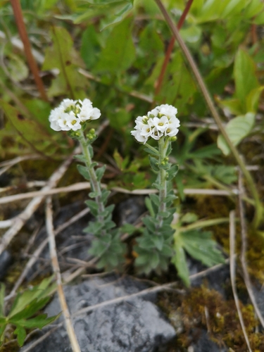 Image of Hoary whitlow-grass by (c) Todd Boland, some rights reserved (CC BY)