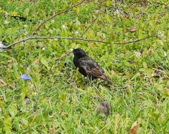 Sturnus vulgaris