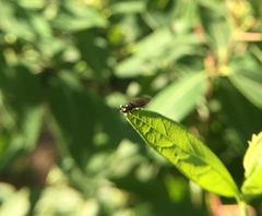 Cerotainia