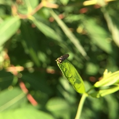 Cerotainia