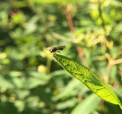 Cerotainia