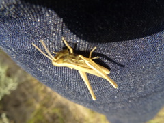 Euchorthippus pulvinatus
