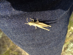 Euchorthippus pulvinatus