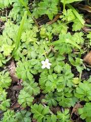 Ellisiophyllum pinnatum