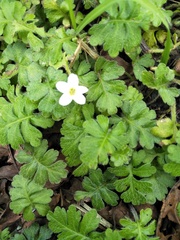 Ellisiophyllum pinnatum