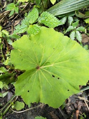 Petasites formosanus