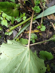 Petasites formosanus