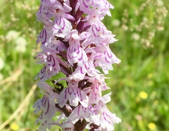 Dactylorhiza maculata