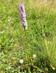 Dactylorhiza maculata