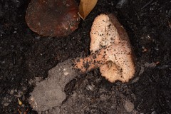 Neolentinus dactyloides