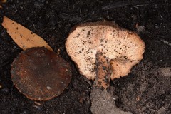 Neolentinus dactyloides